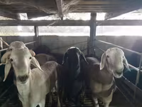 公羊, Sheep — 照片 3