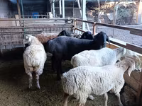 Қой, Rhon sheep — 6-сурет