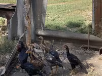 Chickens — photo 4