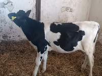 Կով, Russian Black pied cattle — լուսանկար 4