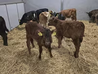 Կով, Simmental cattle — լուսանկար 1