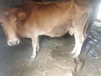 母牛, Cattle — 照片 3