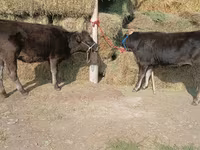 Сиыр, Алатау тұқымы — 5-сурет