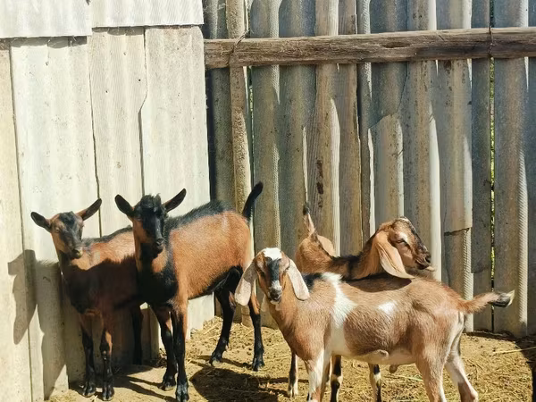 Արու այծ, Nubian Goat