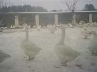 Geese — Foto 3