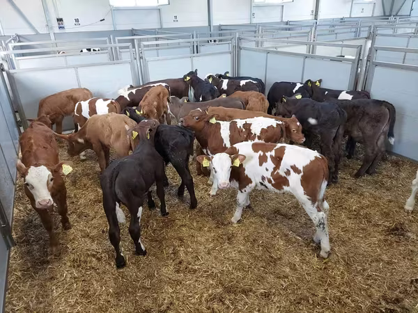 Կով, Russian Black pied cattle