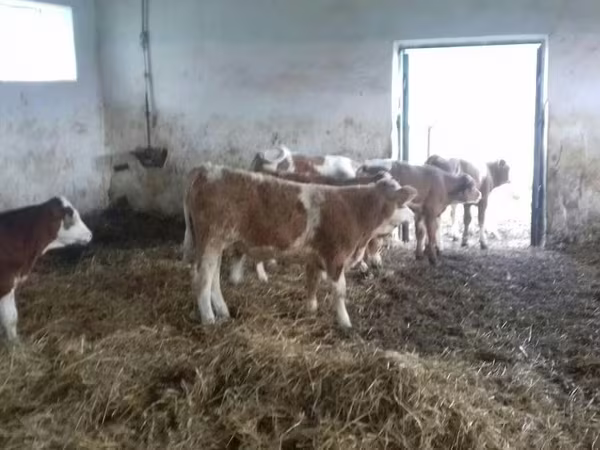 सांड, Simmental cattle