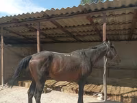 Ձի, Karachay horse — լուսանկար 6