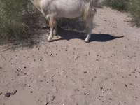 公山羊, Goats — 照片 2