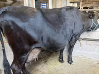 गाय, गोलस्टीन नस्ल — फ़ोटो 1