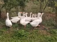 Geese — photo 3