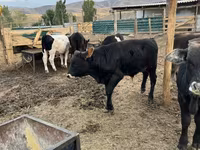 सांड, Swiss cattle — फ़ोटो 7