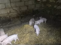 नर सूअर, सूअर — फ़ोटो 2
