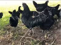 Chickens — լուսանկար 1