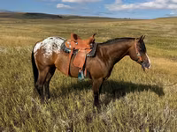 Ձի, Horses of Sable Island — լուսանկար 2