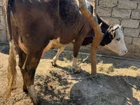 Կով, Խոշոր եղջերավոր — լուսանկար 2