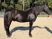 Caballo, Morgan — foto 1