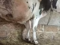 ԽՍԿ (խումբ, սեռը նշված չէ), Russian Black pied cattle — լուսանկար 1