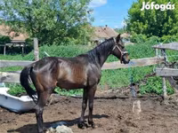 Айғыр, Hungarian horse breed — 1-сурет