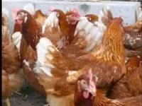 Chickens — 3-сурет
