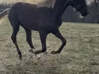 Айғыр, Rocky Mountain Horse — 2-сурет