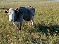 Cow, Simmental cattle — photo 7