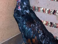Chickens — Foto 5