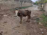 सांड, मवेशी — फ़ोटो 1