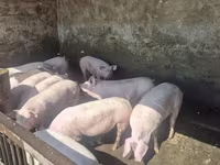 Eber, Schweine — Foto 8
