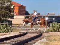 Hengst, American paint horse — Foto 4