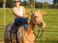 حصان, American paint horse — الصورة 5
