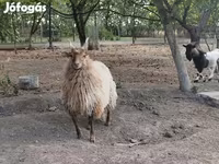 Қошқар, Racka sheep — 2-сурет
