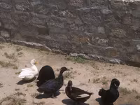 ألابيو — الصورة 1