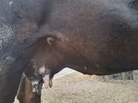 Cow, Simmental cattle — photo 6