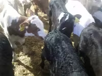 牛只（批次，未指定性别）, Cattle — 照片 6