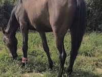 Էգ ձի, Friesian sport horse — լուսանկար 3