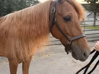 حصان, Rocky Mountain Horse — الصورة 1