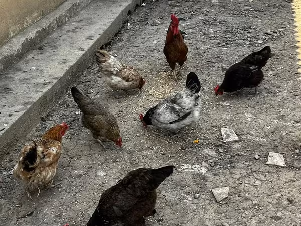 Chickens