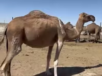 Camelos (lote, sexo não especificado), Anafi camel — foto 5