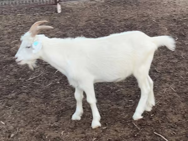 Goat, Goats