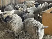 Widder, White Suffolk sheep — Foto 3