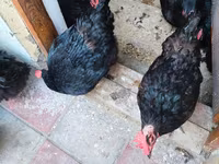 Australorp — Foto 2