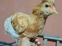 Chickens — 4-сурет
