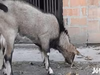 تيس, Nubian Goat — الصورة 2