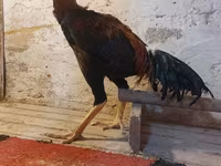 Chickens — լուսանկար 6