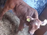 Bovinos (lote, sexo não especificado), Simmental cattle — foto 2