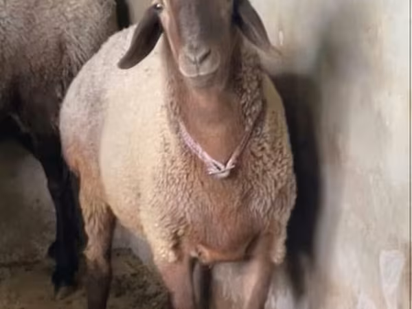 Ram, Sheep