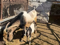 Теке, Nubian Goat — 4-сурет