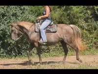 Stute, Kentucky mountain daddle horse — Foto 4