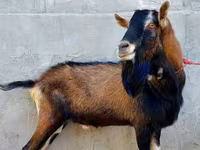 Ешкі, Alpine goat — 1-сурет